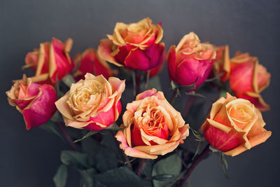 Close-up of roses against black background
