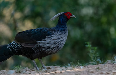 Close-up of bird perching on a field