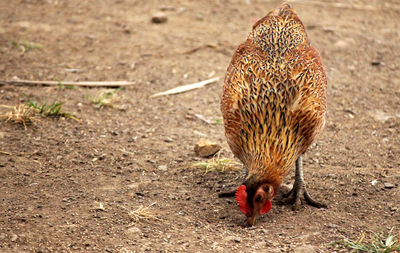 View of a bird on field