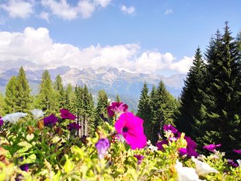 Scenic view of flowering plants and trees against sky