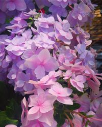 Close-up of flowers blooming outdoors