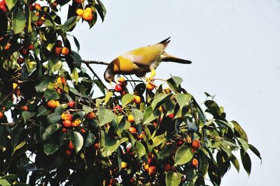 Low angle view of bird perching on tree