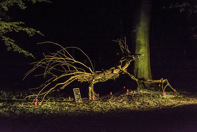 Illuminated tree at night