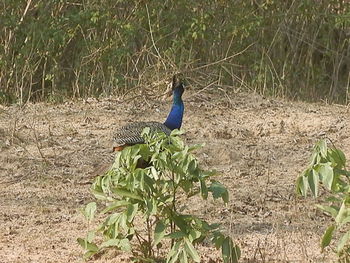 Peacock on grass