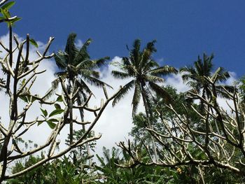 Low angle view of trees against blue sky