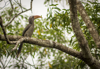 Low angle view of bird perching on tree