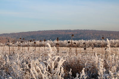 Frozen sunflowers on field against sky