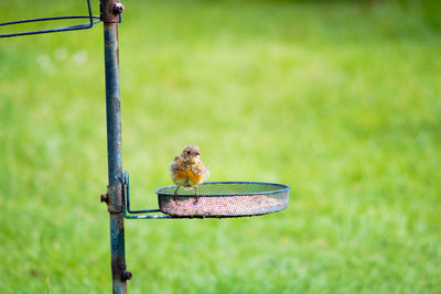 Close-up of bird perching on bird feeder