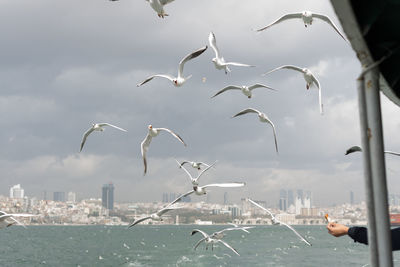 Seagulls flying over sea in city against sky