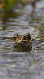 Close-up of frog swimming in lake