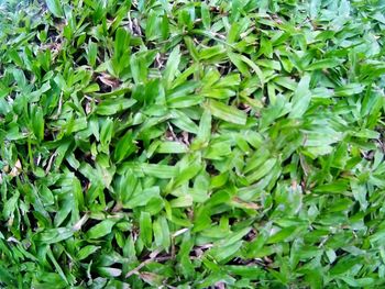 Full frame shot of green leaves