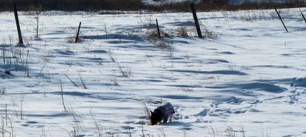 Dog playing in snow covered field