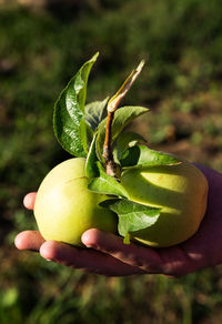 Close-up of hand holding fruit