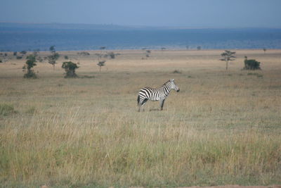 View of grassy field