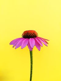 Close-up of colorful flower