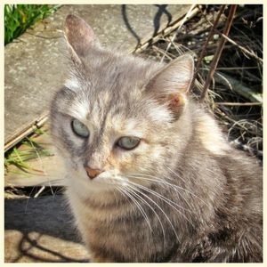 Close-up portrait of cat