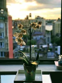 Close-up of flower on table against sky