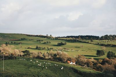 High angle view of sheep grazing on grassy field against sky