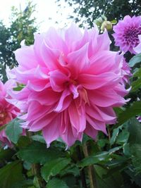 Close-up of pink flowers blooming outdoors