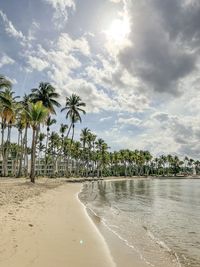 Scenic view of palm trees on beach against sky