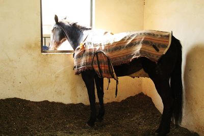 Side view of horse in stable