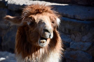 Close-up of a lion