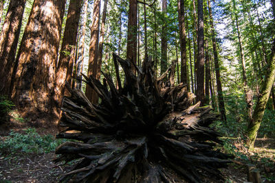 Trees in forest