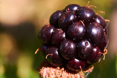 Close-up of raspberries