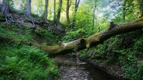 Trees in forest