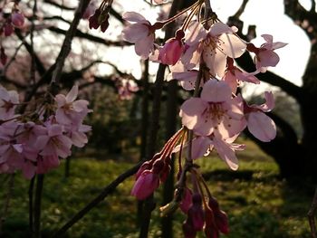 Close-up of pink flowers on branch