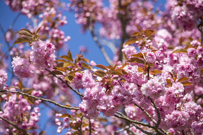 Low angle view of pink cherry blossom