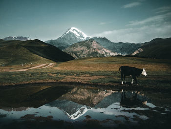 Cow by water against mountain