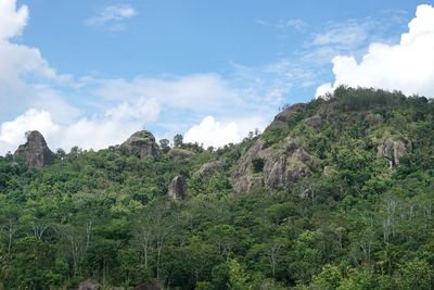 Panoramic shot of trees on landscape against sky