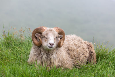 Portrait of sheep on field