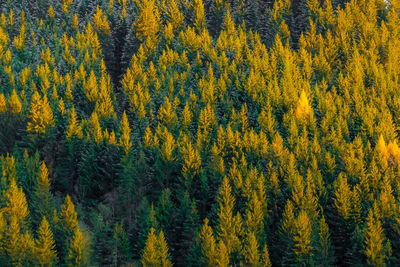 Full frame shot of pine trees in forest during autumn