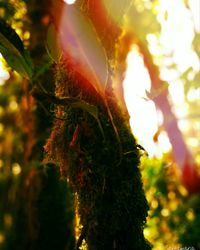 Close-up of plants against sunlight