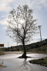 Bare tree by lake against sky