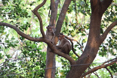 Low angle view of monkey on tree