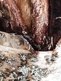 Full frame shot of tree trunk during winter