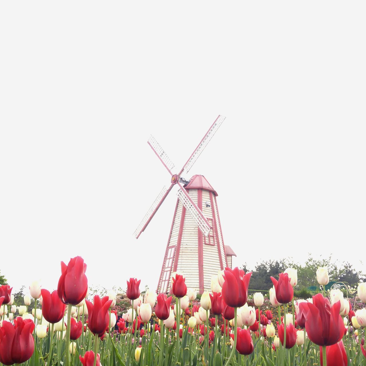 flower, freshness, fragility, growth, clear sky, field, beauty in nature, plant, nature, copy space, blooming, petal, stem, poppy, flower head, red, landscape, wind power, outdoors, day