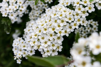 Close-up of white flowers blooming outdoors