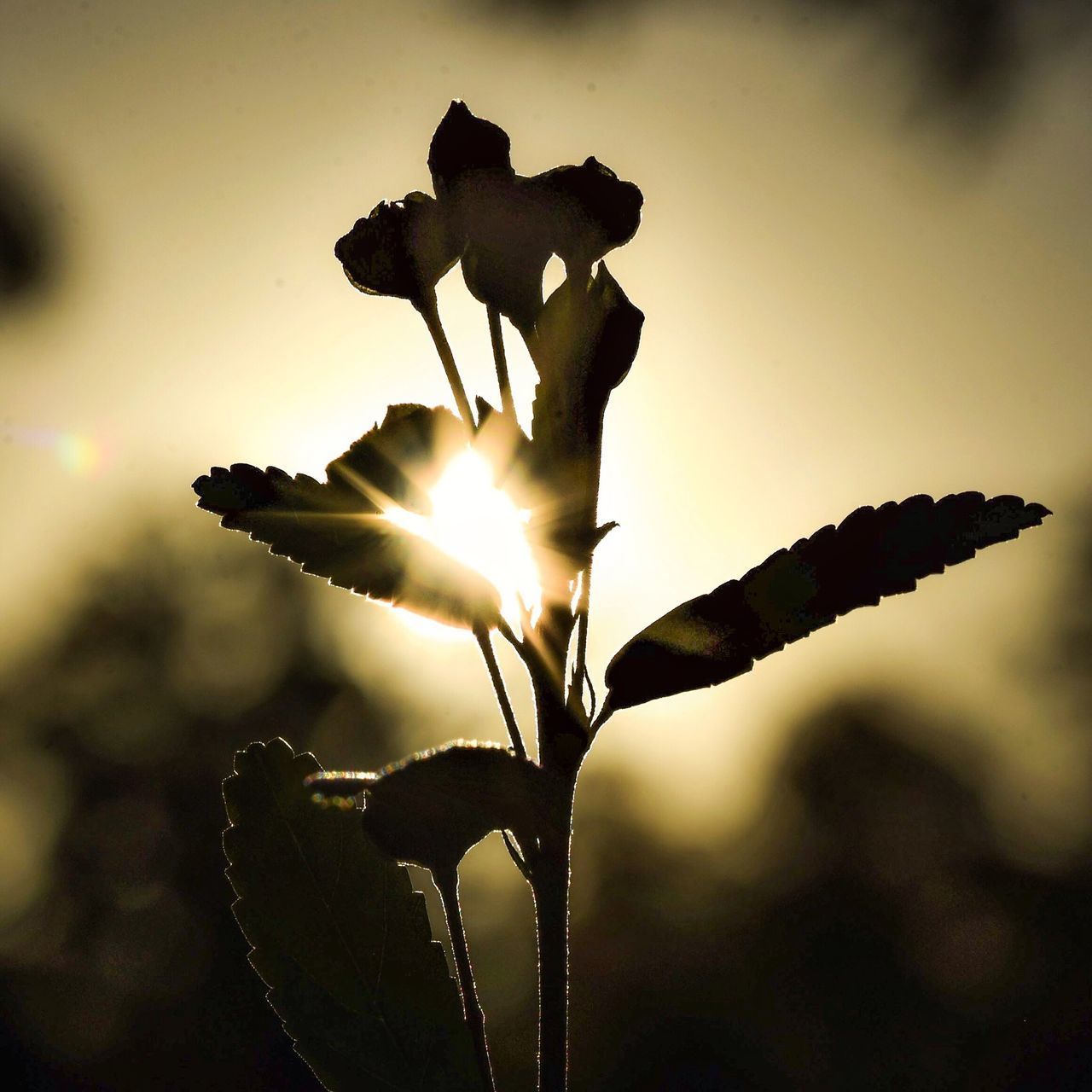 CLOSE-UP OF FLOWERING PLANT AGAINST SUN