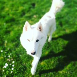 Portrait of white dog on field