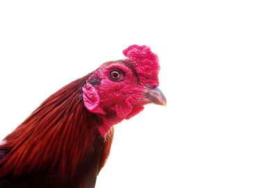 Close-up of rooster over white background