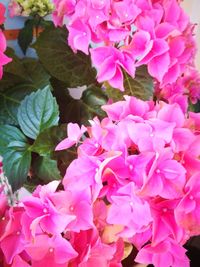 Close-up of pink flowers blooming outdoors