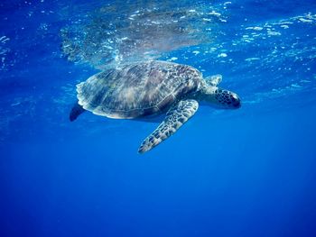 Beautiful green sea turtle in marsa alam, egypt