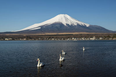 Birds in a lake