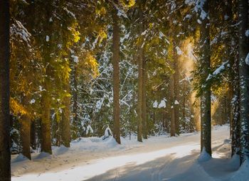 Trees in forest during winter