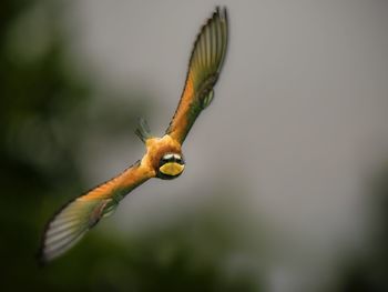 European bee-eater in flight