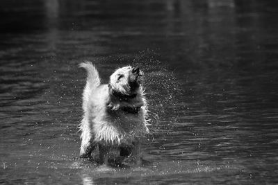 Dog running in water